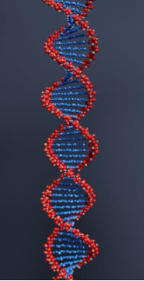 dna