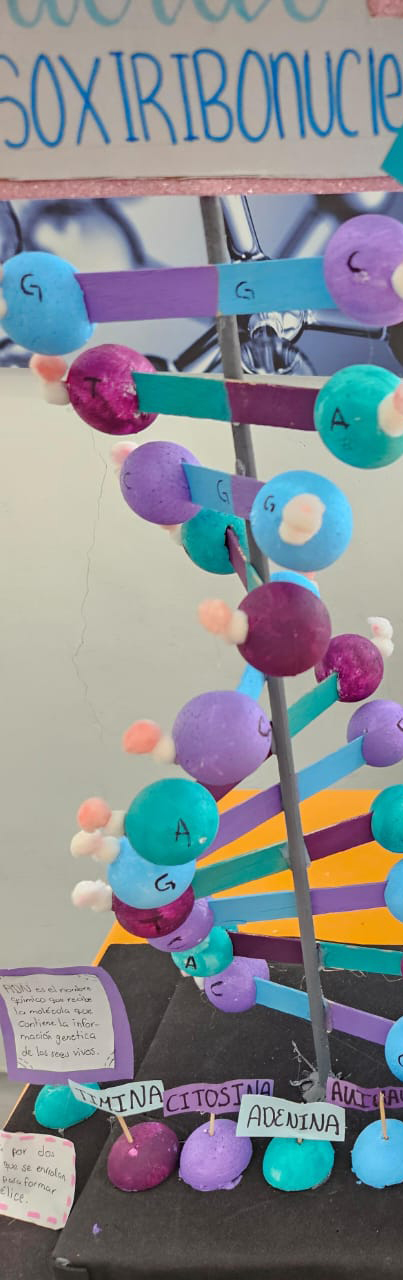 Classroom model of DNA