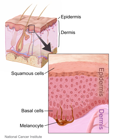 Tattoos and the Immune System: More Than Skin Deep | Amgen Biotech Experience Tattoos and the Immune System: More Than Skin Deep | Amgen Biotech Experience