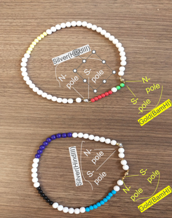 Two circles of beads